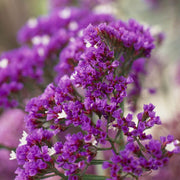 Statice Seeds - All In One For Home Gardens