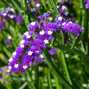 Statice Seeds – Limonium sinuatum