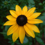 Goldeneye Rudbeckia Seeds