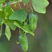 Ivy Gourd Seeds