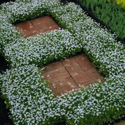 Stepable Ground Cover Seeds
