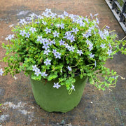 Stepable Ground Cover Seeds
