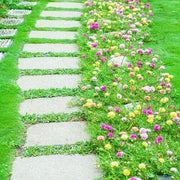 Stepable Ground Cover Seeds