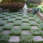 Stepable Ground Cover Seeds