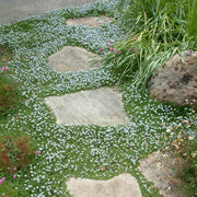 Stepable Ground Cover Seeds