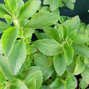 Stevia rebaudiana Stevia Seeds, Herbal