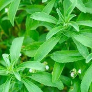 Sweet Stevia Seeds, Herbal