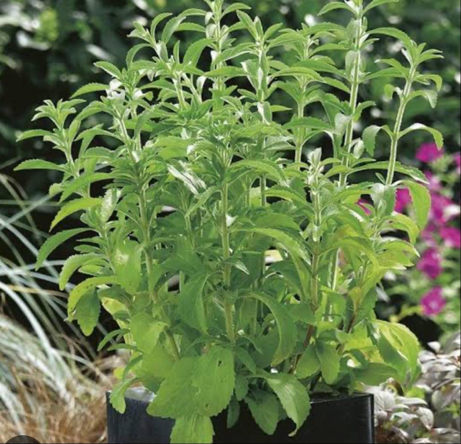 Stevia Seeds – Stevia rebaudiana