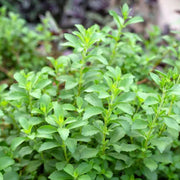Stevia Seeds – Stevia rebaudiana
