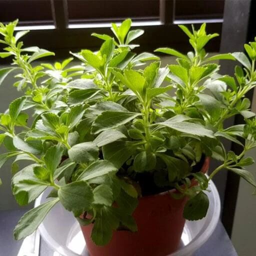 Stevia rebaudiana Stevia Seeds, Herbal