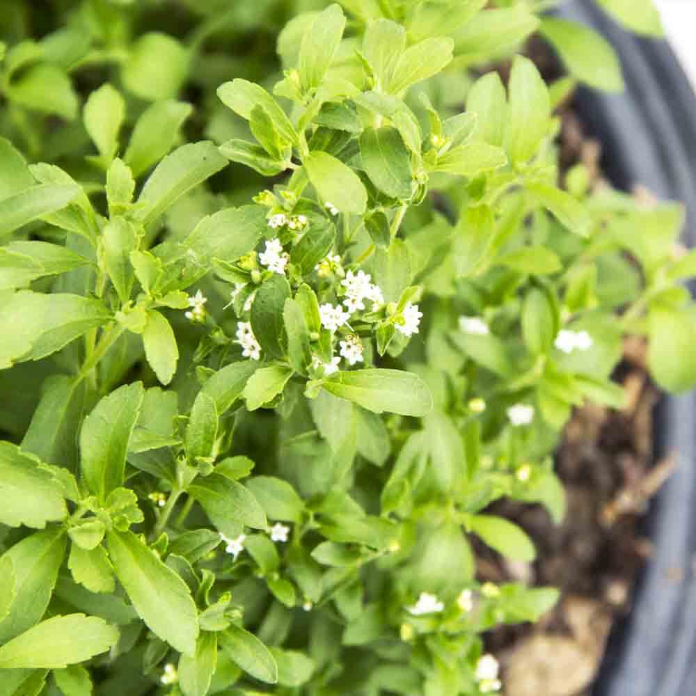 Sweet Stevia Seeds, Herbal
