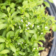 Sweet Stevia Seeds, Herbal