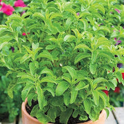 Stevia rebaudiana Stevia Seeds, Herbal