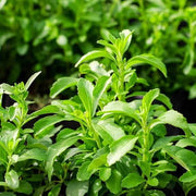 Sweet Stevia Seeds, Herbal
