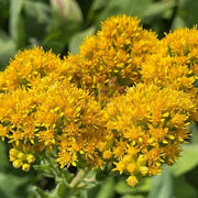 Goldenrod Seeds – Solidago spp.