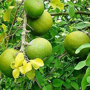 Wood Seeds, Aegle marmelos
