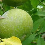 Wood Seeds, Aegle marmelos