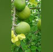 Wood Seeds, Aegle marmelos