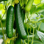 Straight Cucumber Seeds