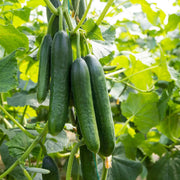 Straight Cucumber Seeds