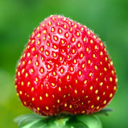 Red Strawberry Seeds