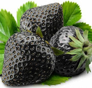 Black Strawberry Seeds
