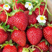 Albion Strawberry Seeds