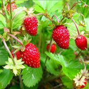 Alexandria Strawberry Seeds