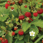 Alexandria Strawberry Seeds
