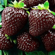 Brown Strawberry Seeds