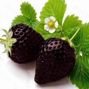 Brown Strawberry Seeds