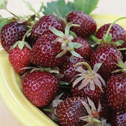 Burgundy Strawberry Seeds