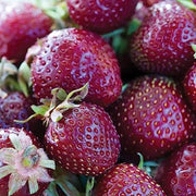 Burgundy Strawberry Seeds