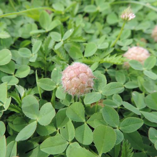 Strawberry Clover Seeds