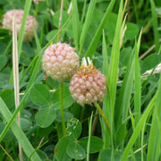 Strawberry Clover Seeds