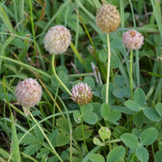 Strawberry Clover Seeds