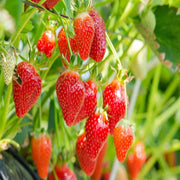 Eversweet Everbearing Strawberry Seeds