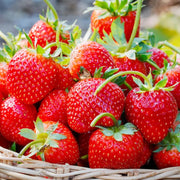 Eversweet Everbearing Strawberry Seeds