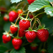 Fragaria vesca Strawberry Seeds