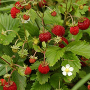 Fragaria vesca Strawberry Seeds