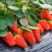 Giant Strawberry Seeds
