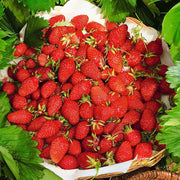 Giant Strawberry Seeds