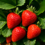 Hokowase Strawberry Seeds