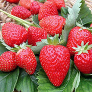 Hokowase Strawberry Seeds