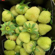 Light Green Strawberry Seeds