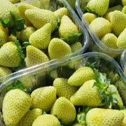 Light Green Strawberry Seeds