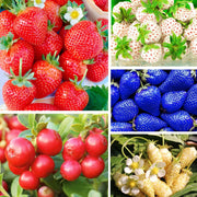 Mixed Strawberry Seeds