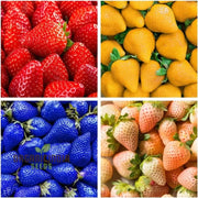 Mixed Strawberry Seeds