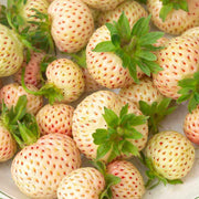 Pineberry Strawberry Seeds