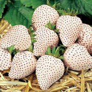 Pineberry White Strawberry Seeds